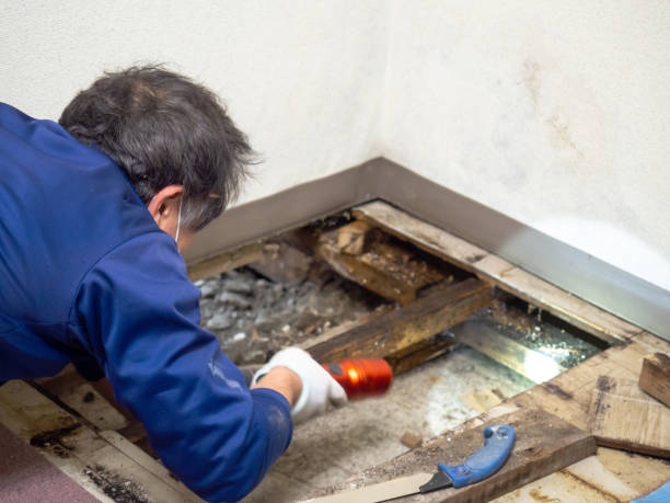 Best Mold Cleaning Services  in South Creek, WA