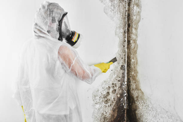 Best Emergency Mold Removal  in South Creek, WA