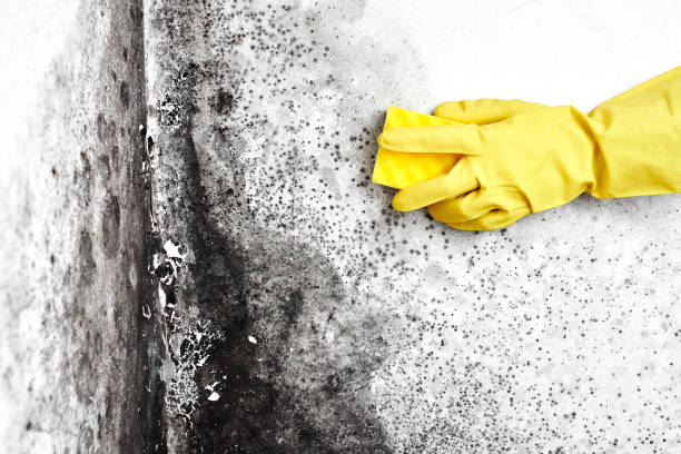 Best Mold Cleaning Services  in South Creek, WA
