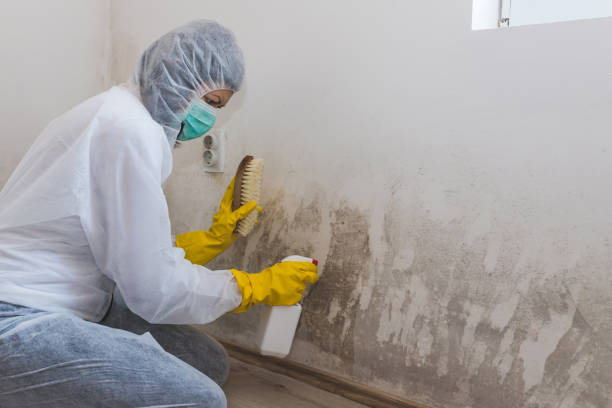 Best Residential Mold Removal  in South Creek, WA