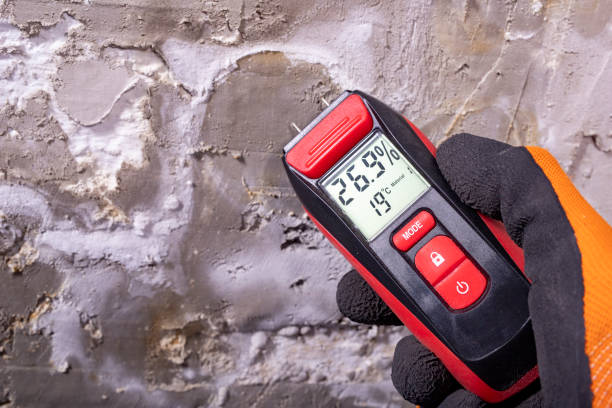 Best Local Mold Removal Service  in South Creek, WA