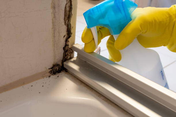 Best Same-Day Mold Removal  in South Creek, WA