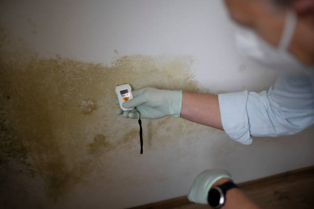 Best Best Mold Removal Companies  in South Creek, WA