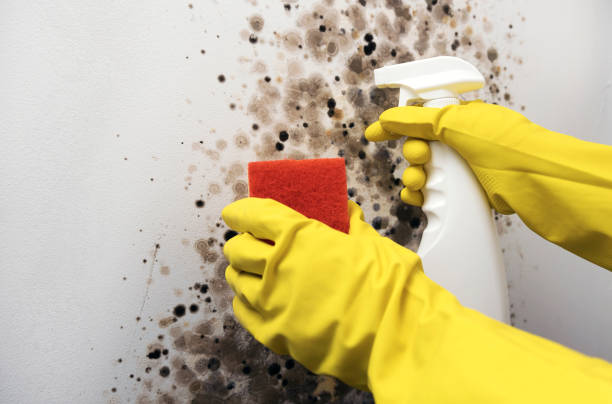 Best Best Mold Removal Companies  in South Creek, WA