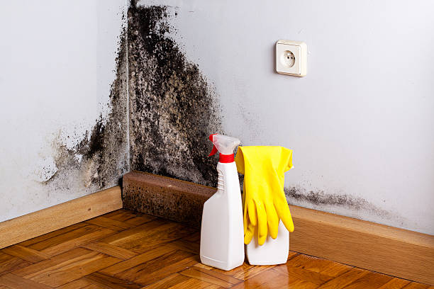 Best Mold Remediation  in South Creek, WA
