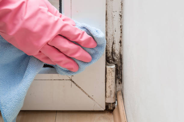 Best Office Mold Removal Services  in South Creek, WA