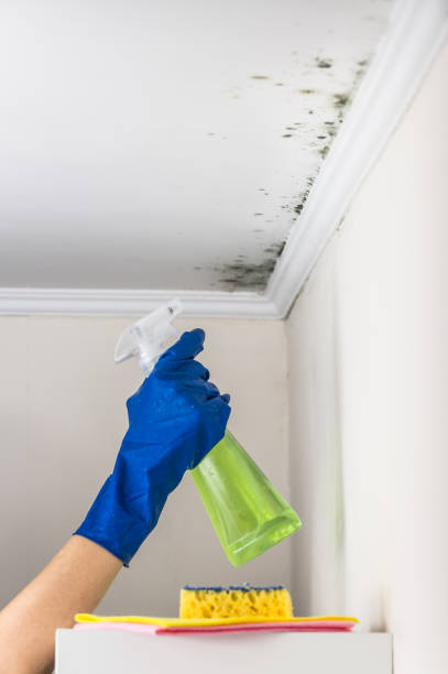 Best Mold Testing  in South Creek, WA